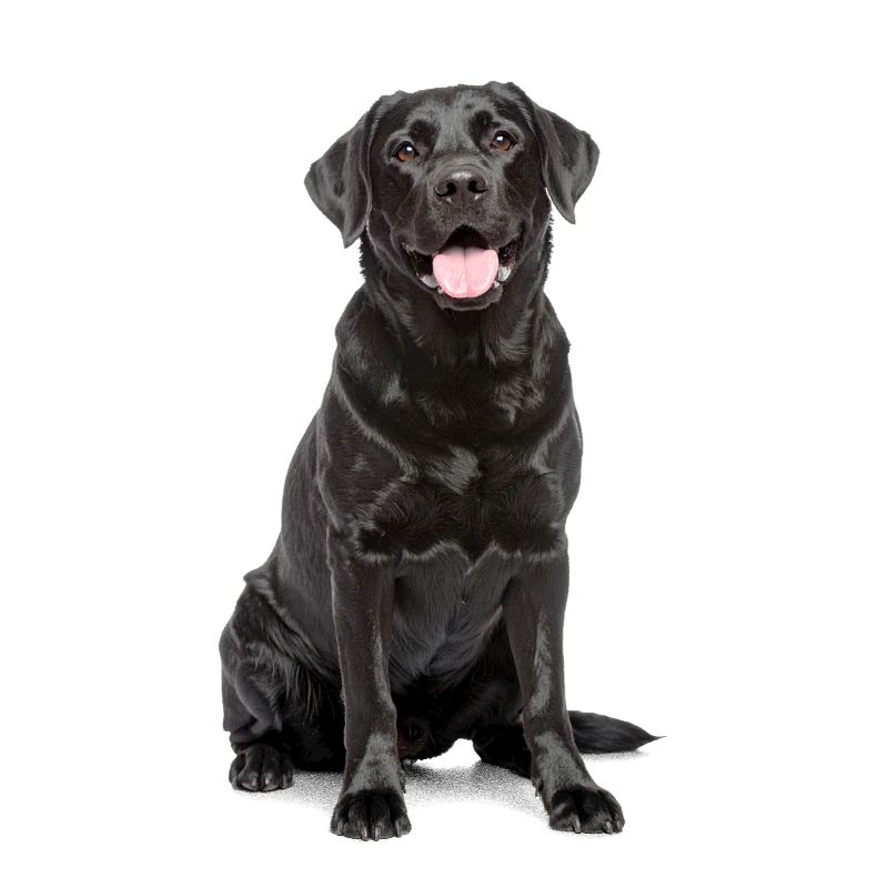 Black Labrador – Loyal, Lovable & Charming