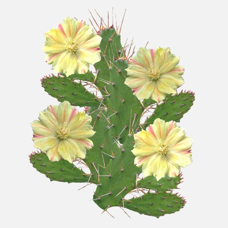 Cactus - Fleurs de cactus - Flore - Afrique