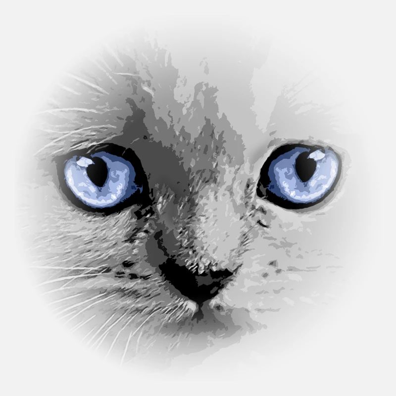 Kitty Kitten Cat