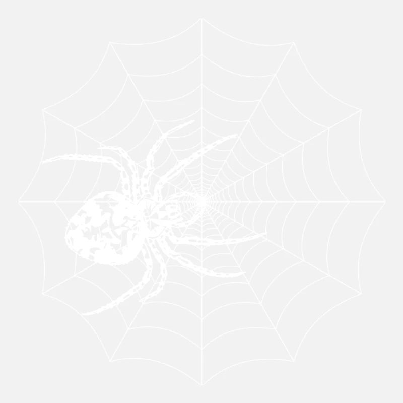 Spinne
