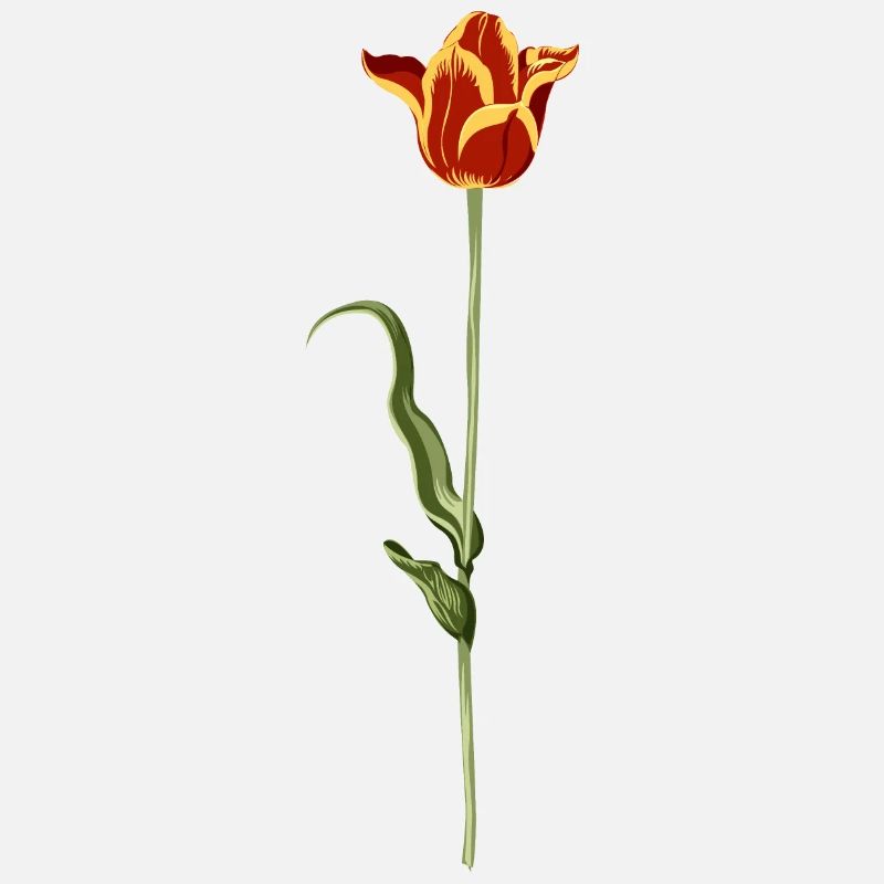 Abendliche Tulpe mit warmen Farbverlauf