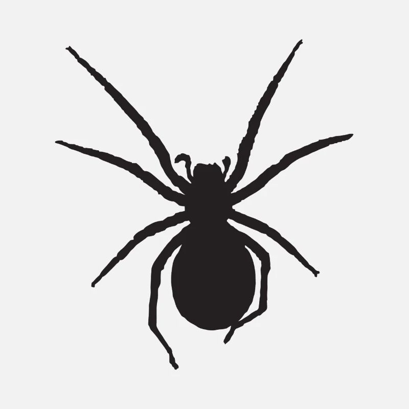 Spinne Nosferatu-Spinne