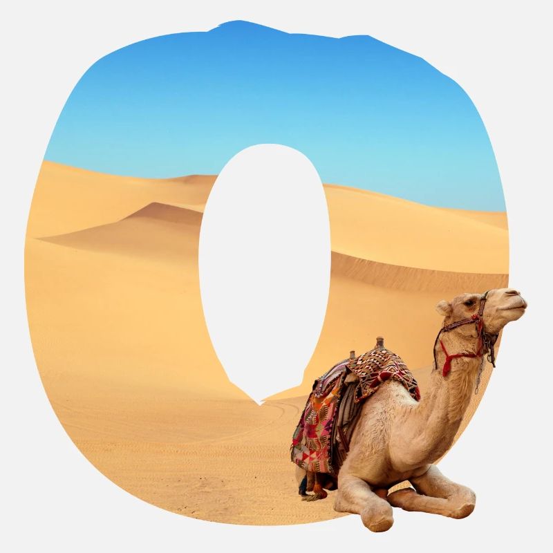 desert with camel o