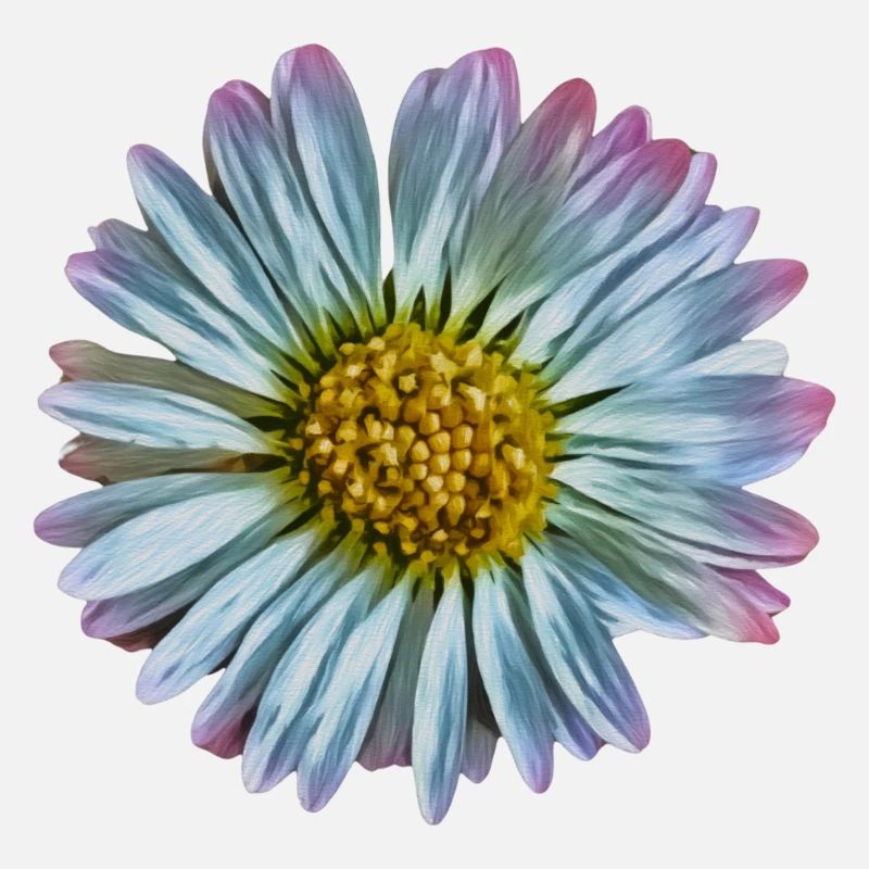 Gänseblümchen
