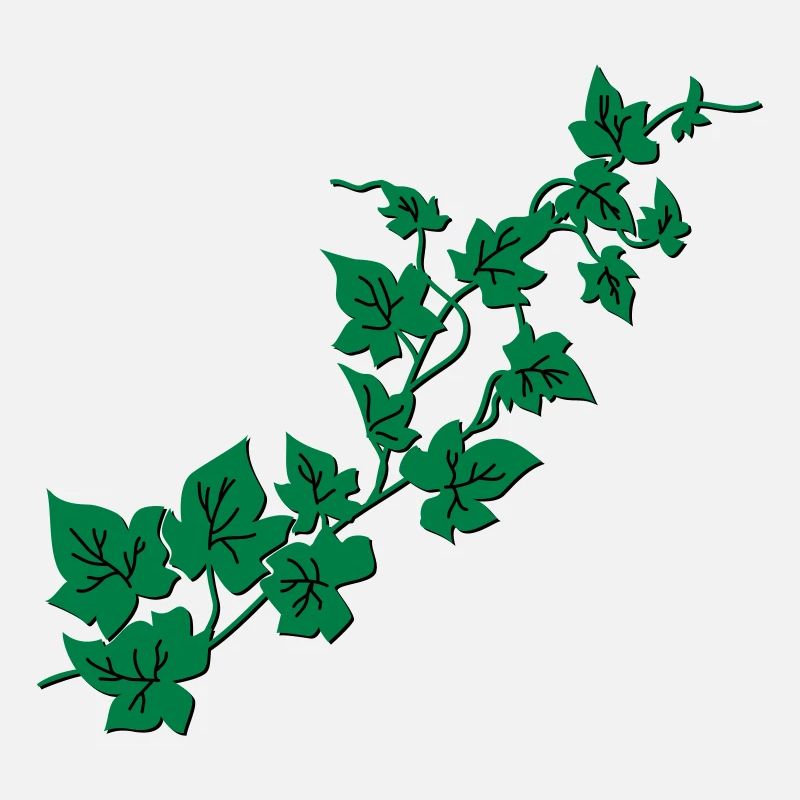 Efeu / Ivy