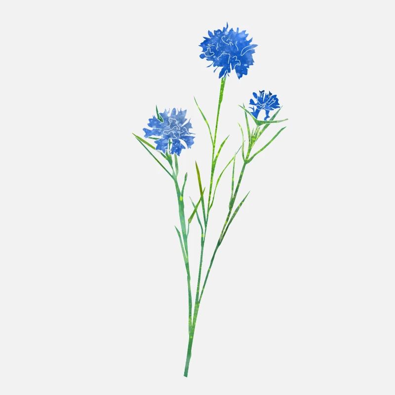 Kornblume.