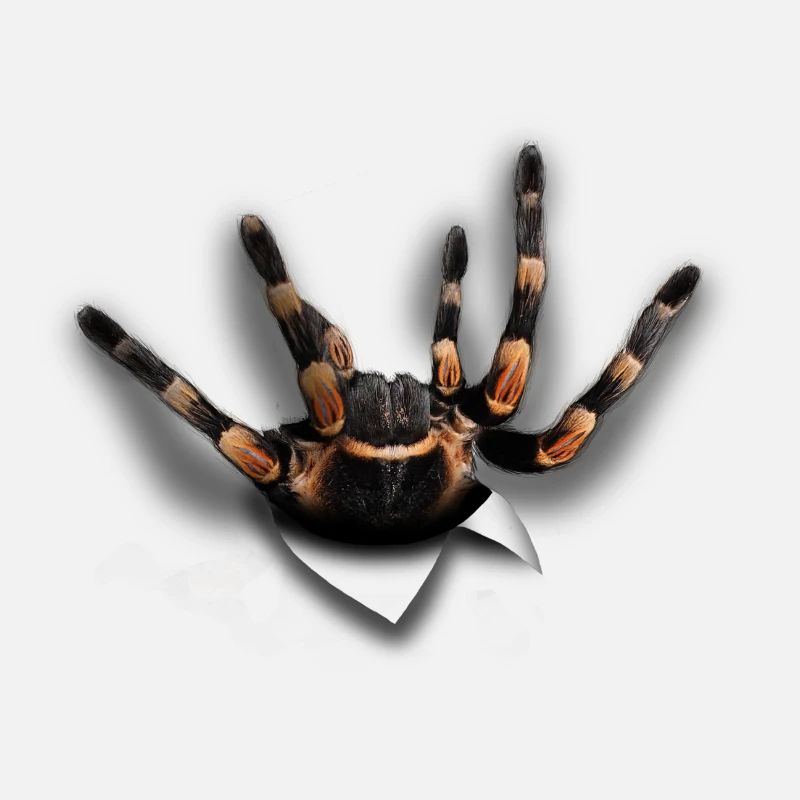 Spider