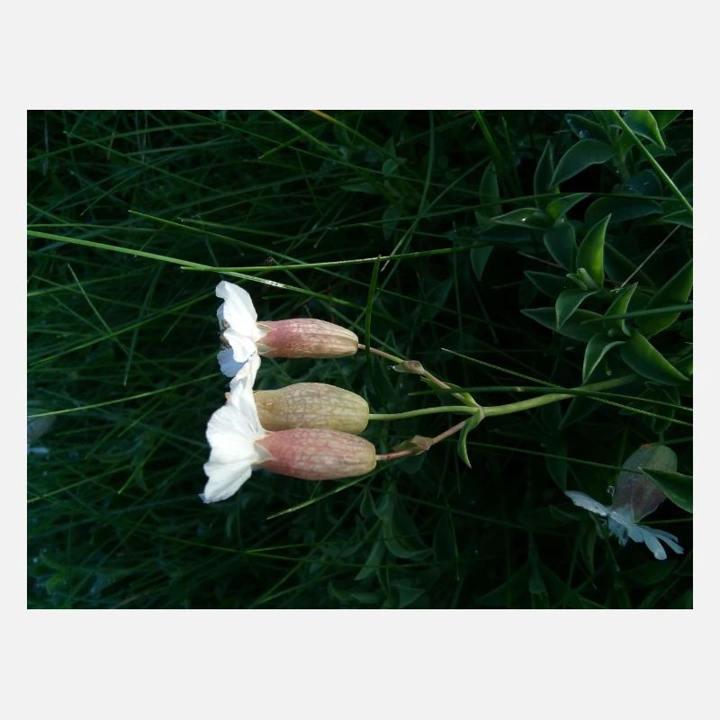 Flower lying down by the wind