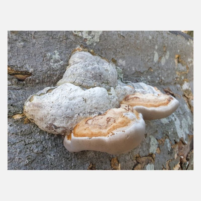 surgeon's agaric also tinder fungus Zunderschwamm