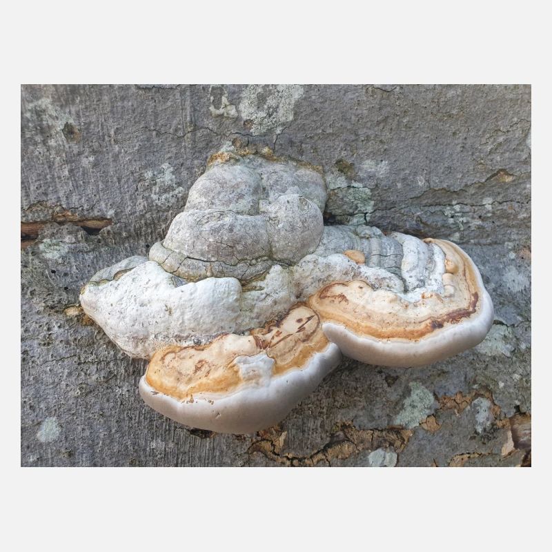 surgeon's agaric also tinder fungus Zunderschwamm