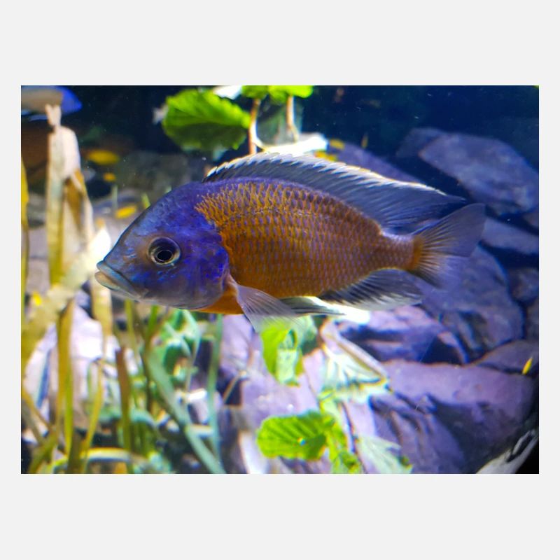 Cichlidé Copadichromis borleyi