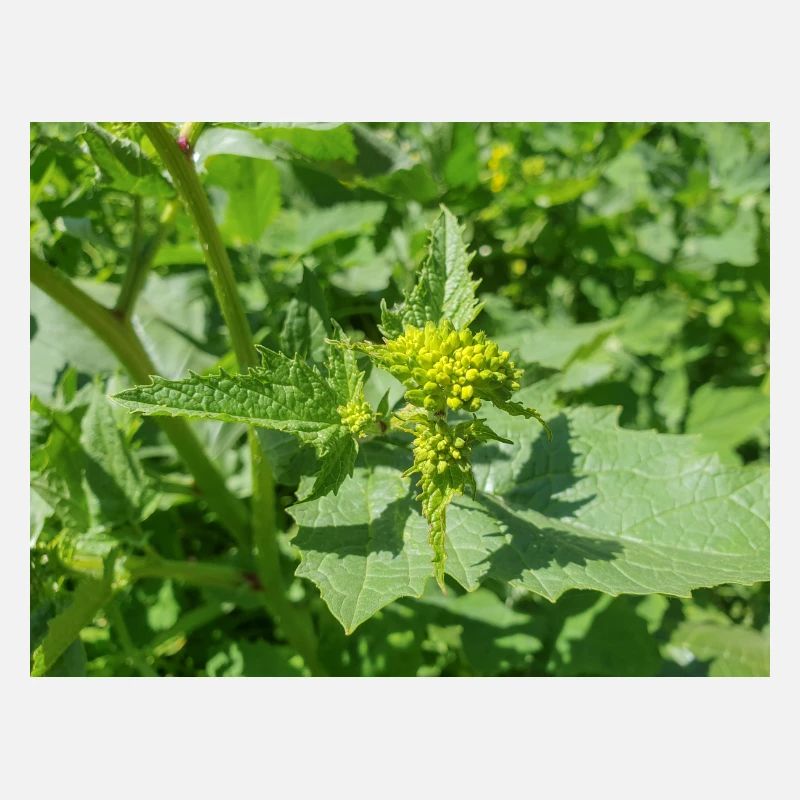 black mustard (in german Schwarzer Senf) Rhamphosp
