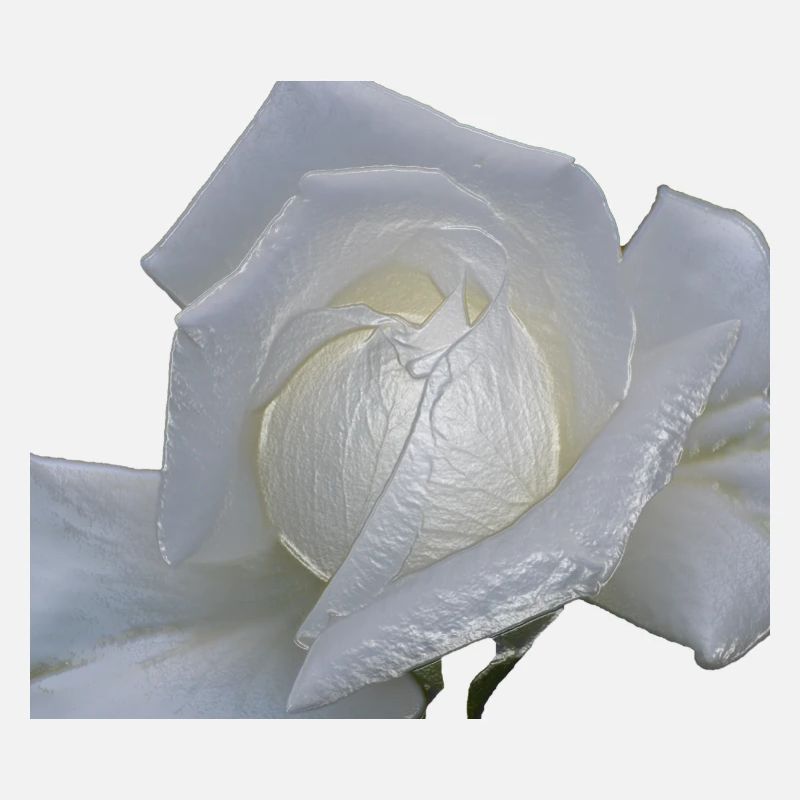 rose weiss