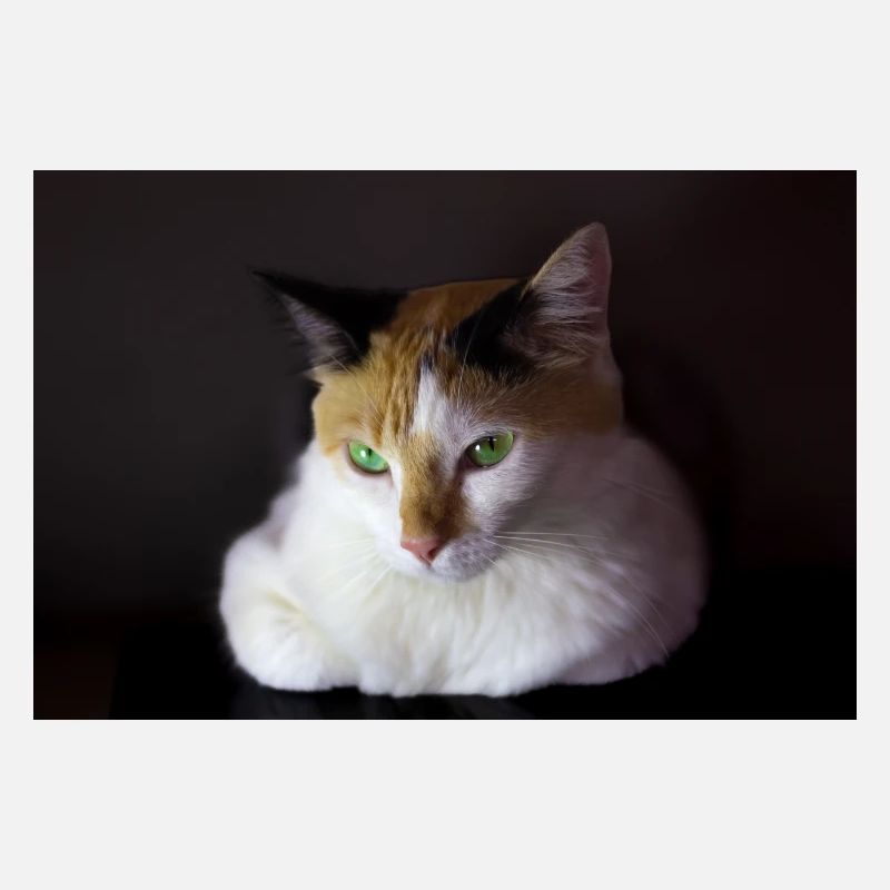 Nina le chat
