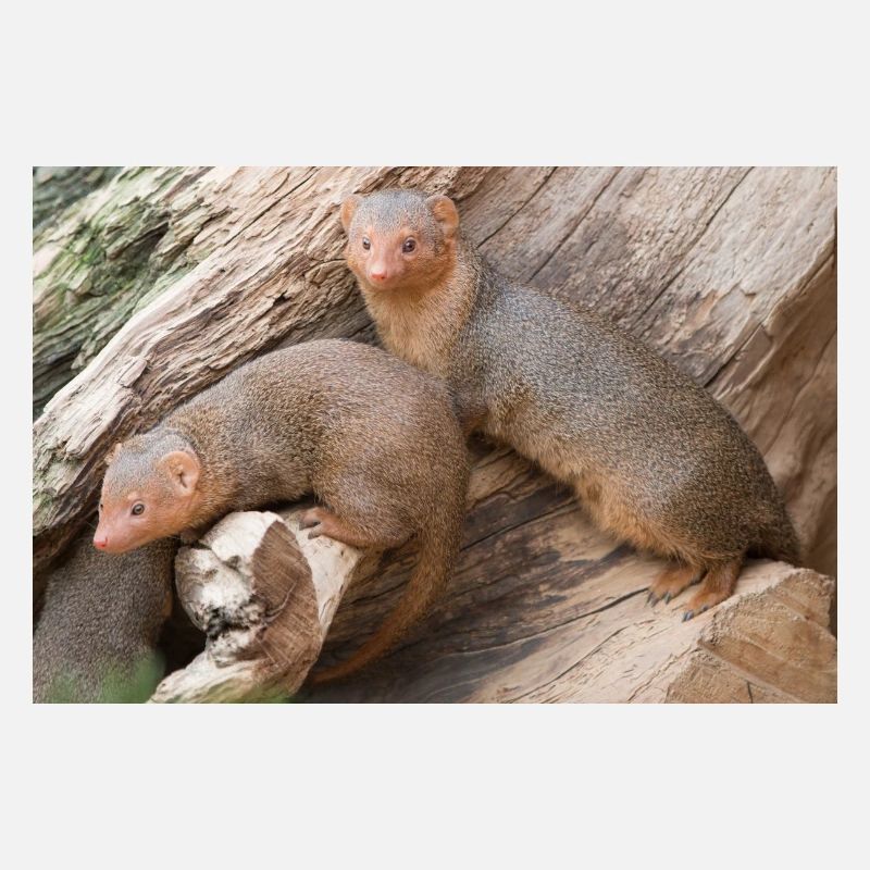 dwarf mongoose (in german Zwergmangusten) Helogale