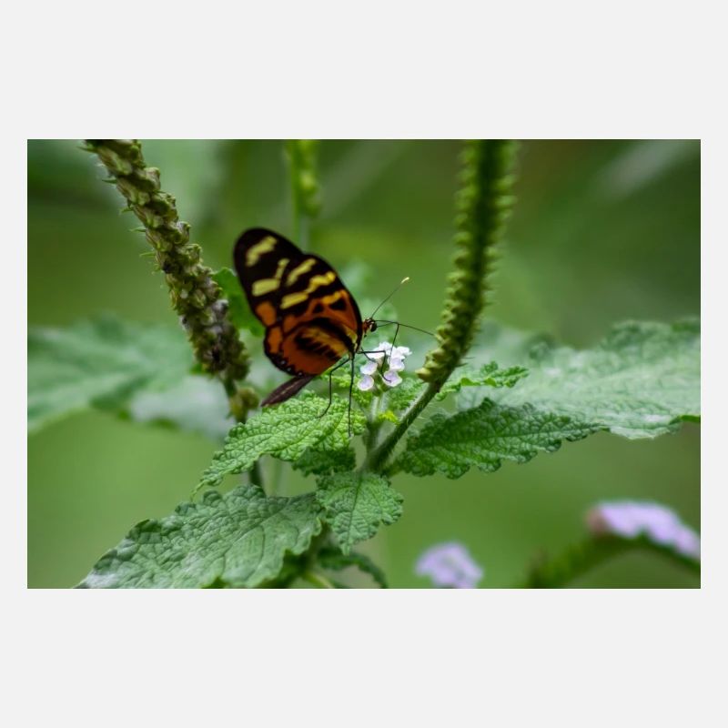 papillon