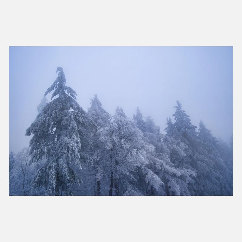 Bäume im Schnee