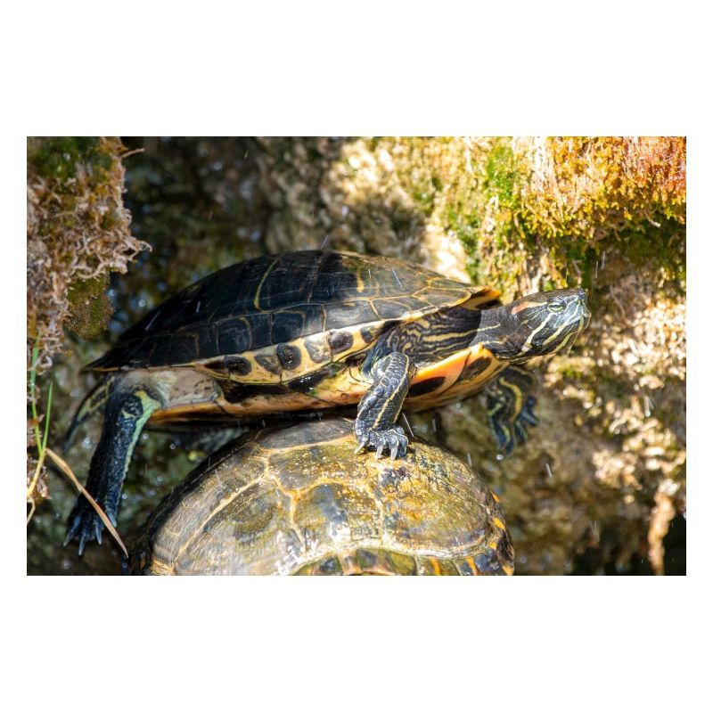 Trachemys scripta scripta scripta