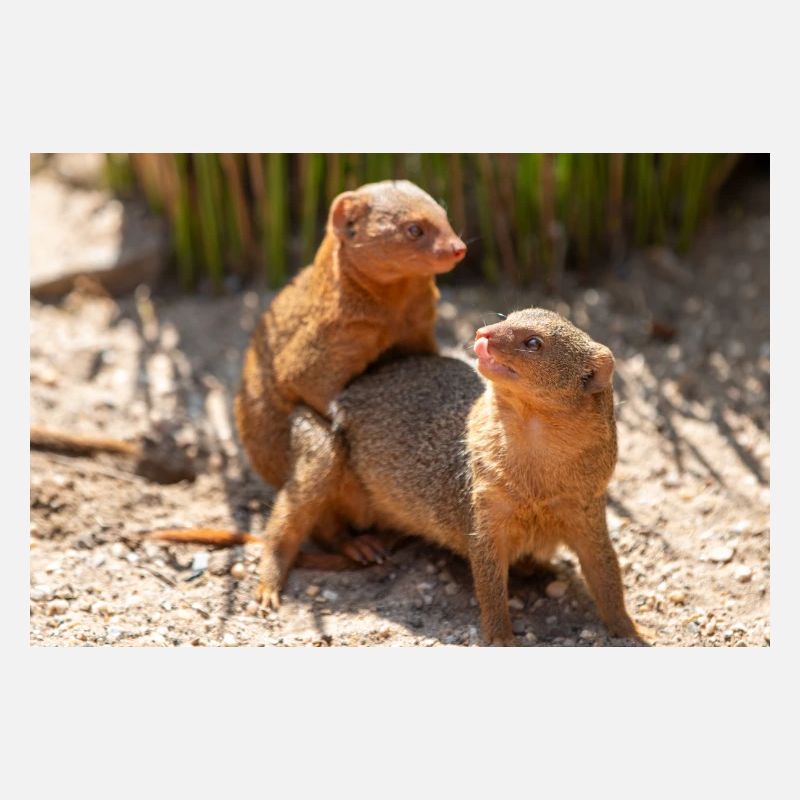 dwarf mongoose (in german Zwergmangusten) Helogale