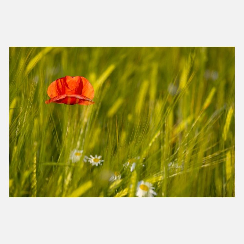 Coquelicot dans un champ de maïs