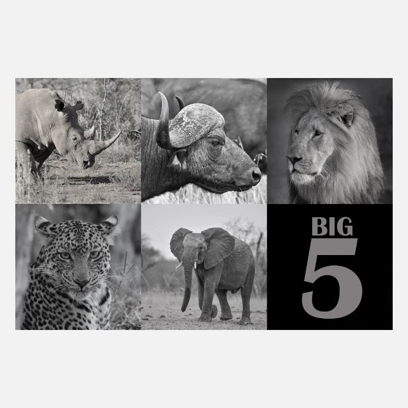 Afrikas Big 5