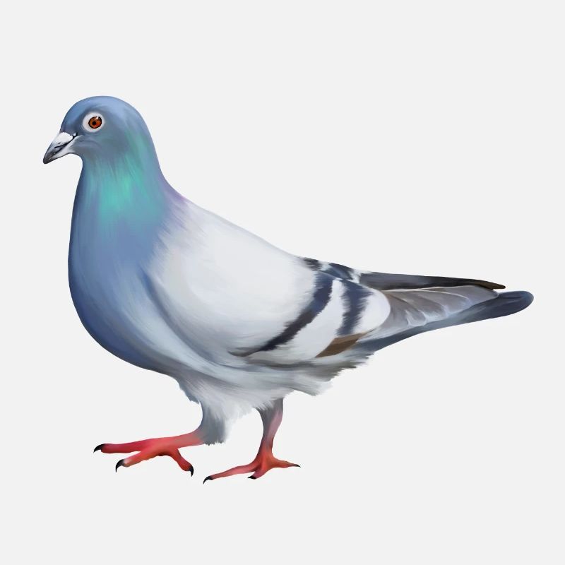 PIGEON