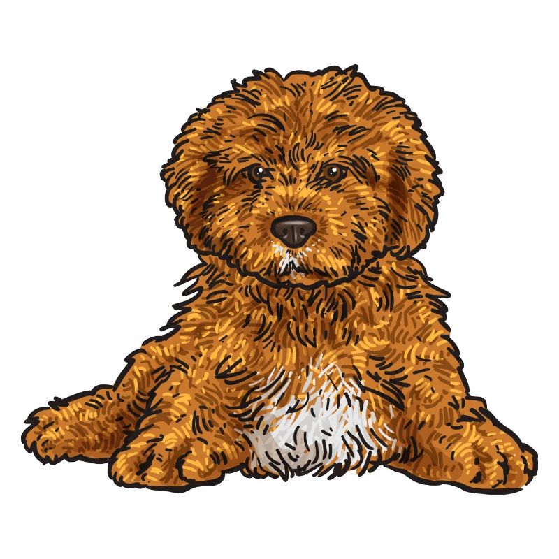 Cavapoo Capoodle Cavoodle Chien Cadeau