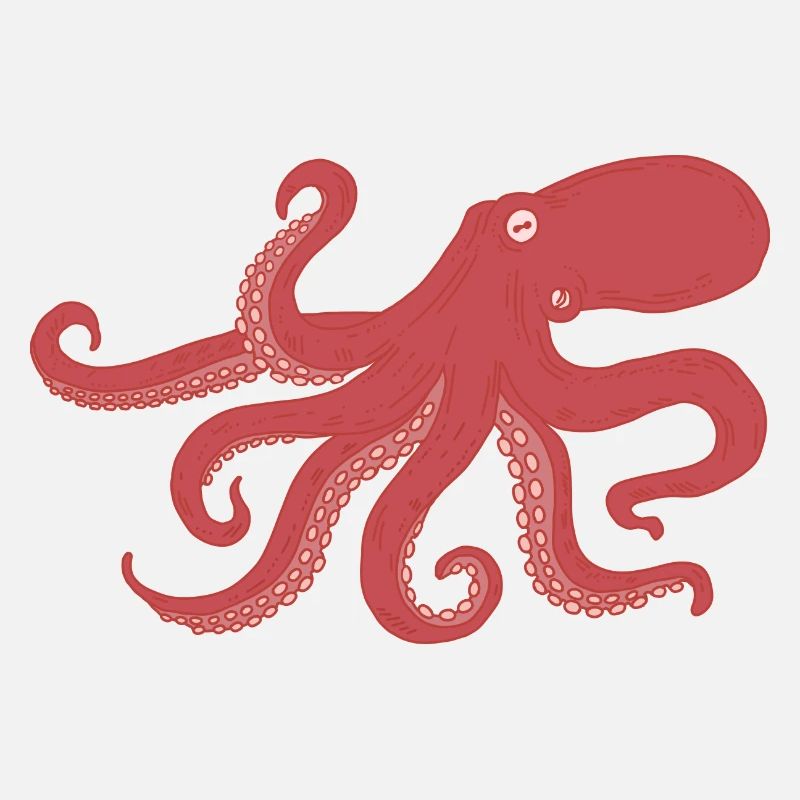 Octopus - squid
