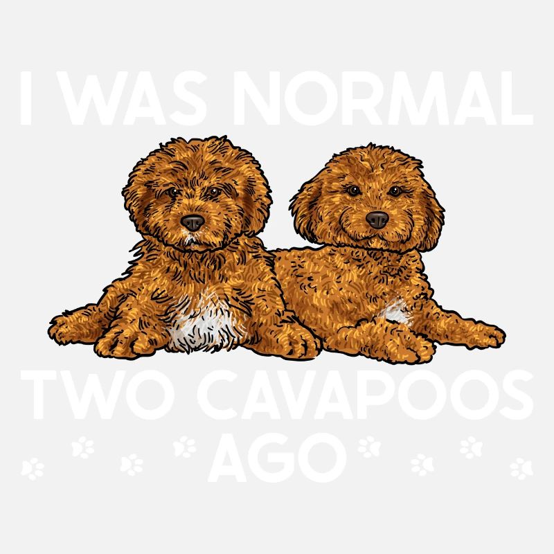 Cavapoo Cavoodle Capoodle Chien