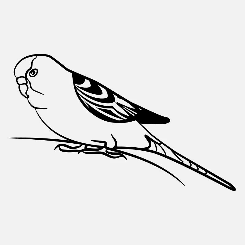 budgie bird