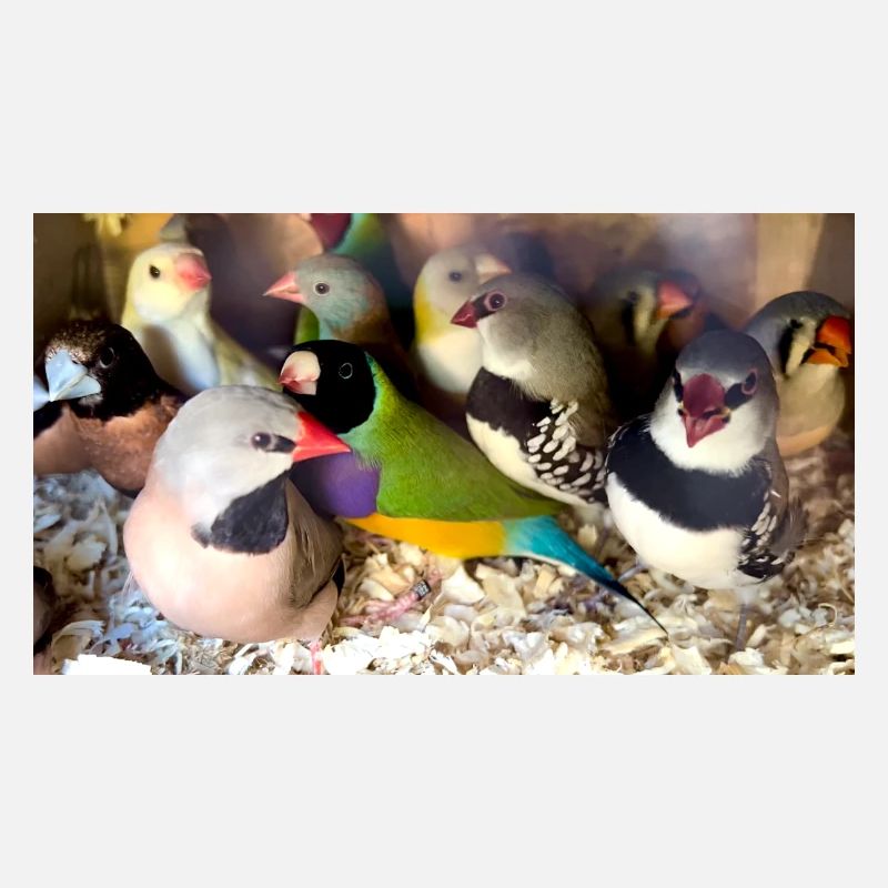 Finches Mix
