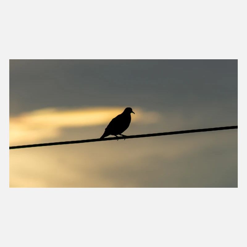 pigeon