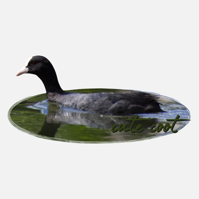 Blässhuhn Wasservogel Vogel
