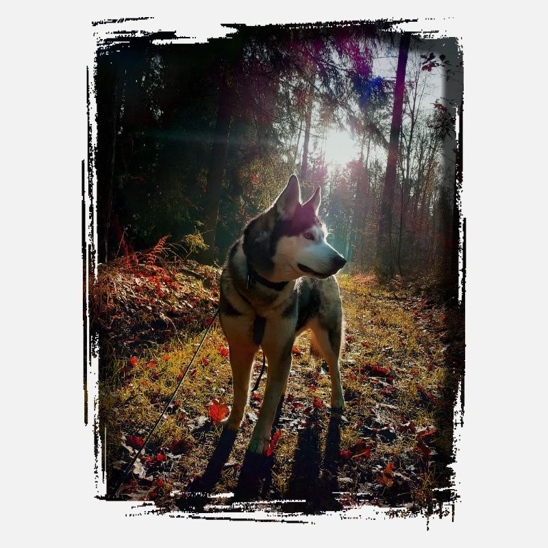 Husky au coucher du soleil dans la forêt
