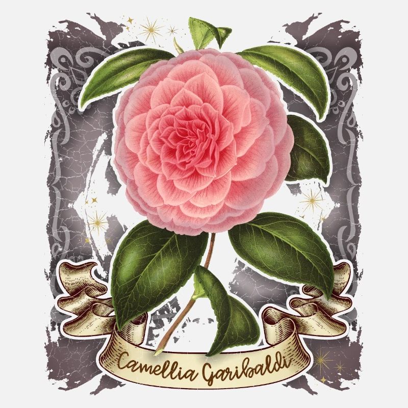 Illustration botanique de fleur de camélia rose vintage