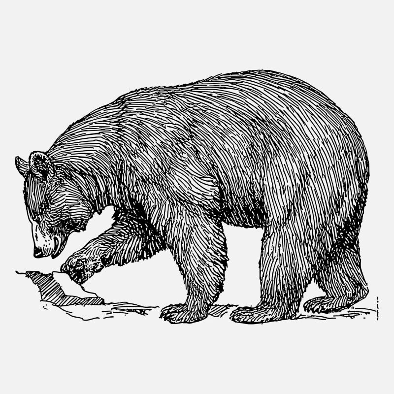 Bär