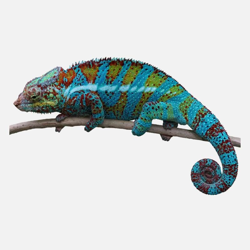 Chameleon - blue