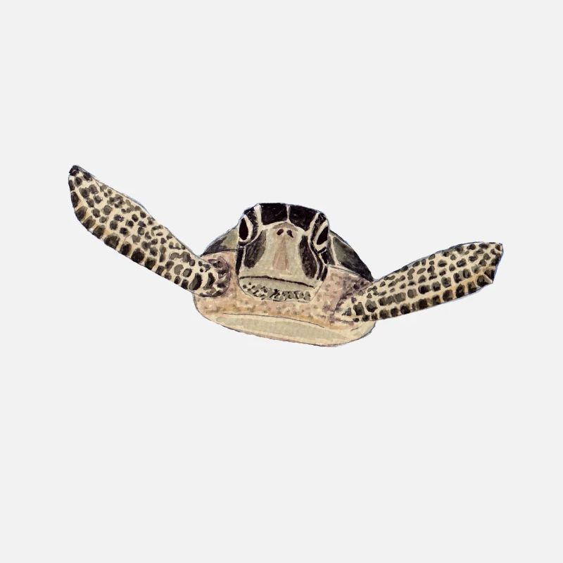 turtle 2