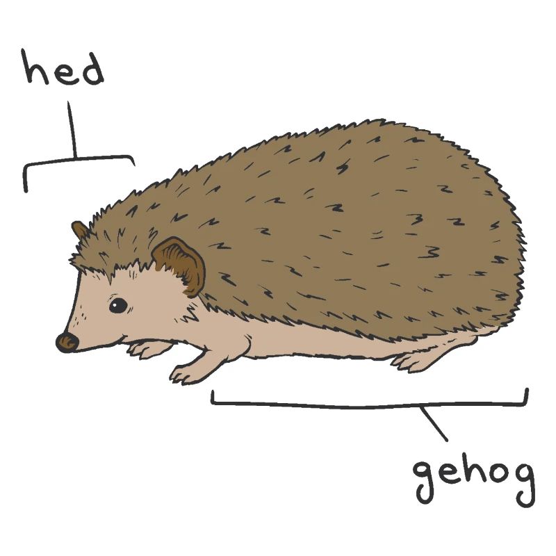 Hedgie Hérisson Anatomie Hérisson