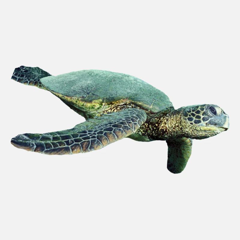 turtle tortoise animals animals6