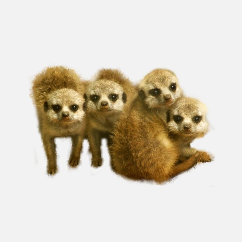 Lustiges Erdmännchen Junges Meerkat Geschenk