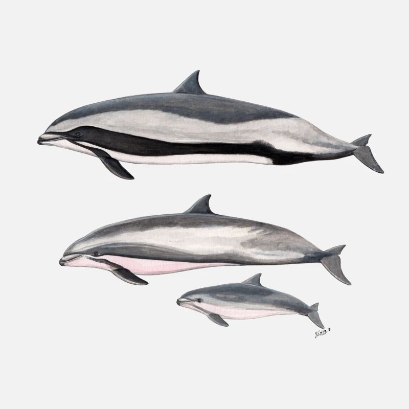 Frasers Delphin - Frasers Dolphin - Dauphin