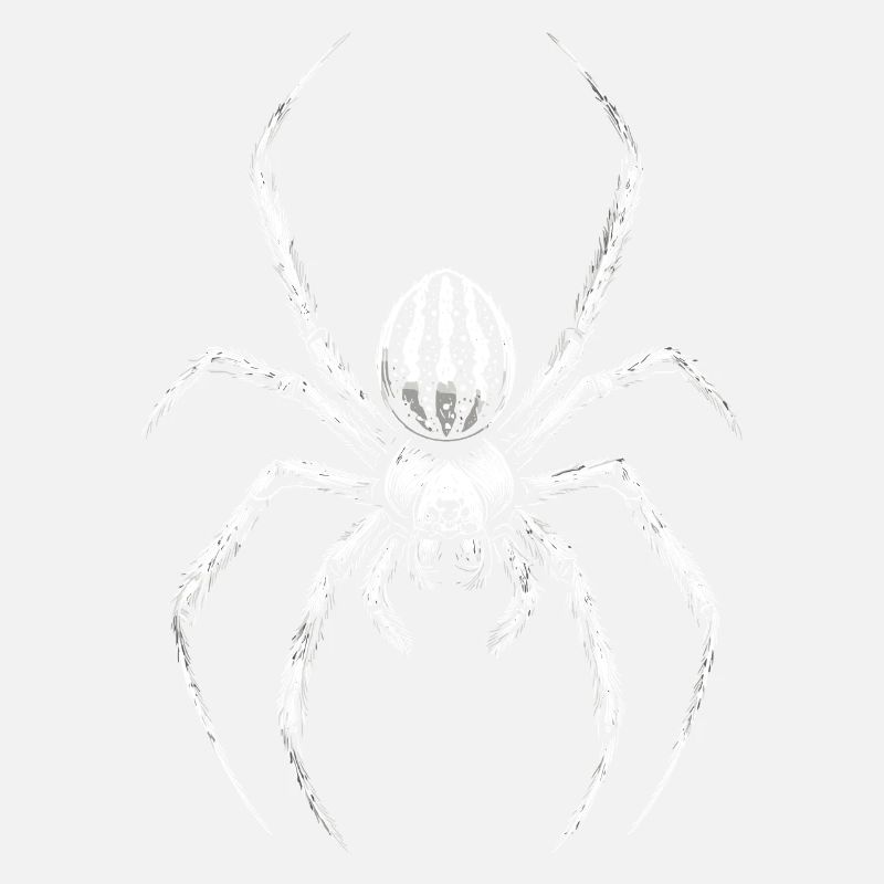 araignée tarentule tarentule amour araignées arachnides