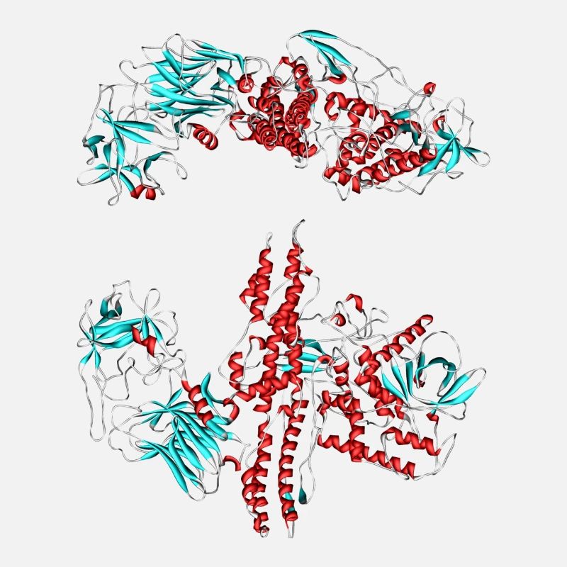 Botulinum toxin (Botox)