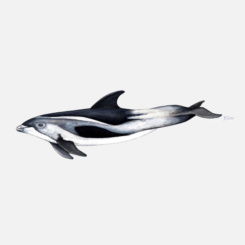 Dolphin pic blanc - dauphin blanc becquée
