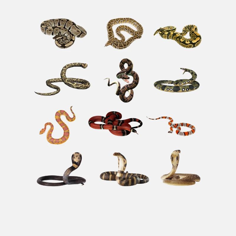 Différentes espèces de serpents