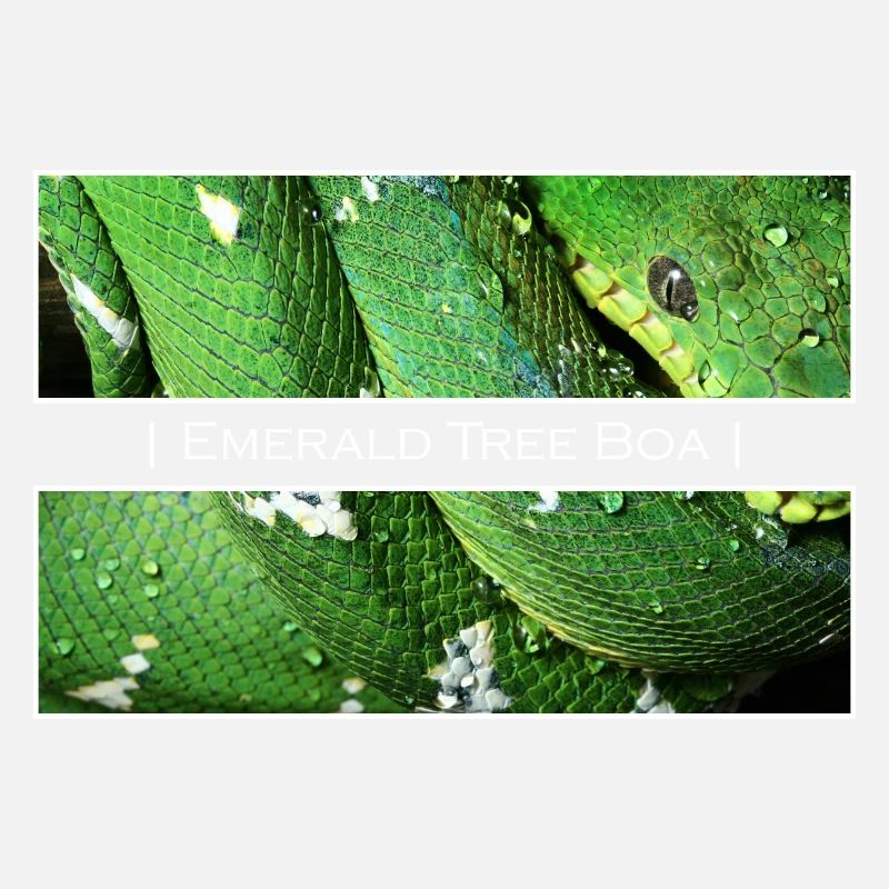 Emerald Tree Boa