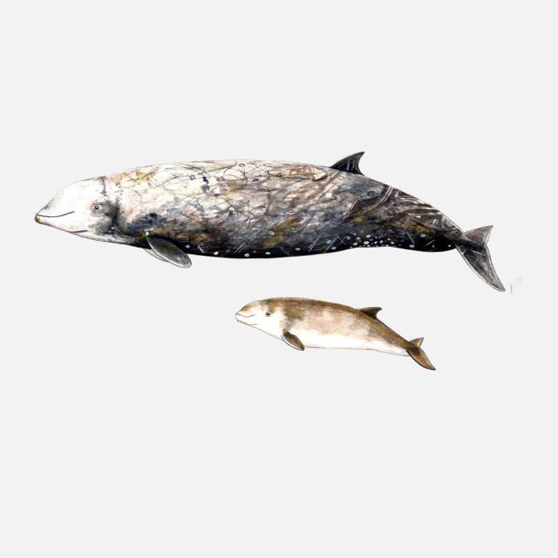 Cuvier-Schnabelwal - Cuvier-Schnabelwal Schnabelwal