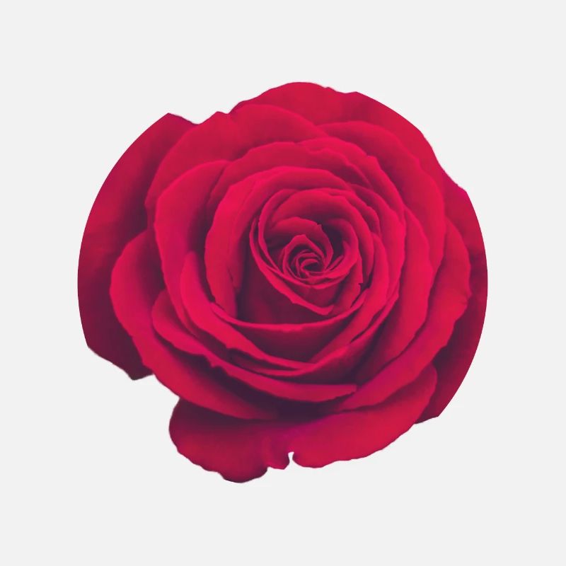 Rote Rose