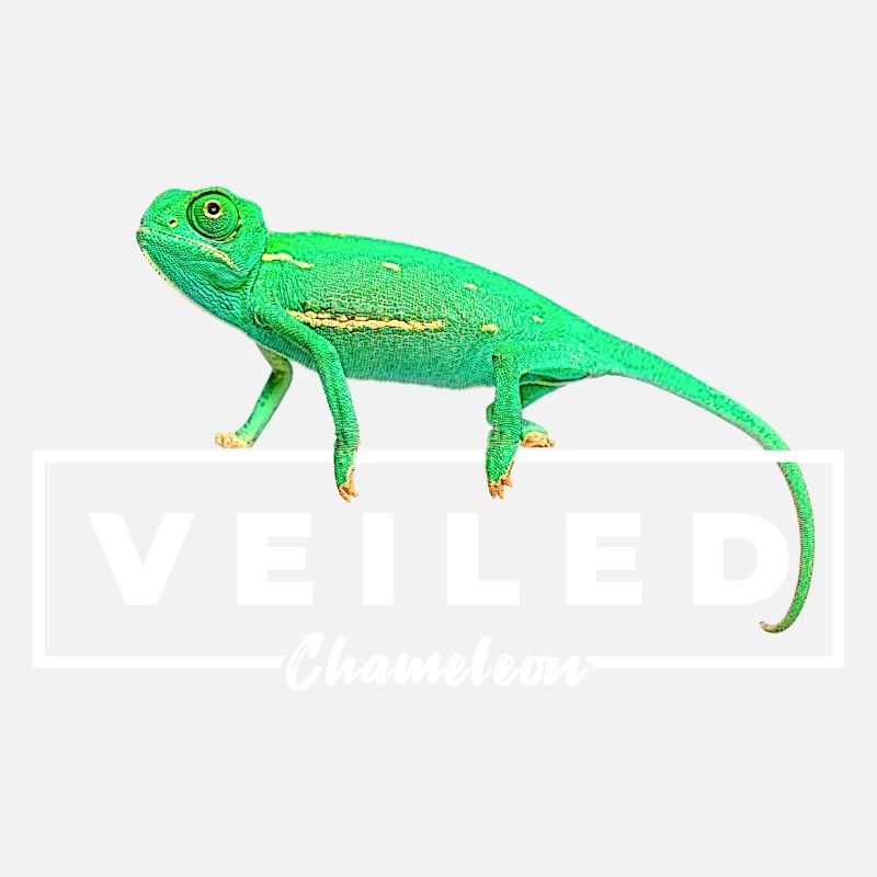 Bébé caméléon voilé Propriétaire de reptile